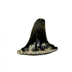 Sphenodus sp