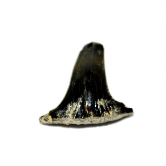 Sphenodus sp