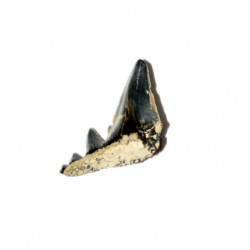 Paraorthacodus sp 