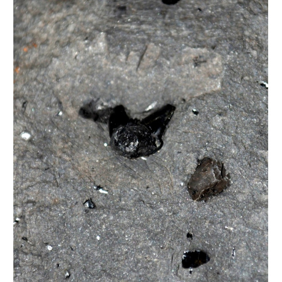 expleuracanthus gaudryi