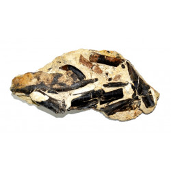 paleotherium crassum 