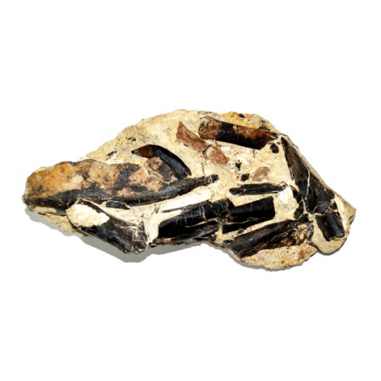 paleotherium crassum 