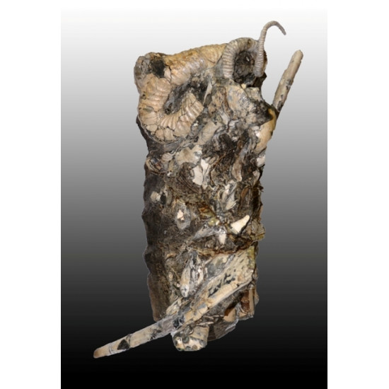 Didymoceras cheyennensis et baculites baculus