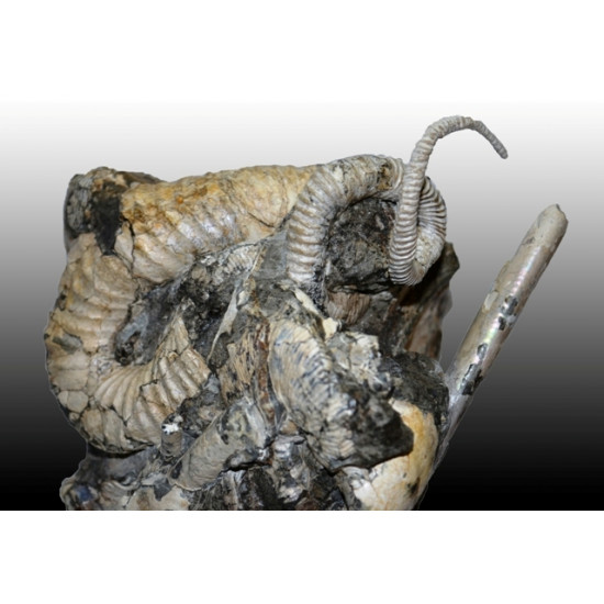Didymoceras cheyennensis et baculites baculus