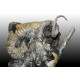 Didymoceras cheyennensis et baculites baculus