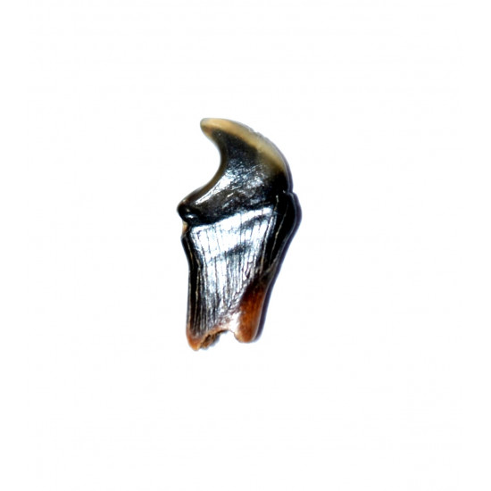 eotrigonodon serratus