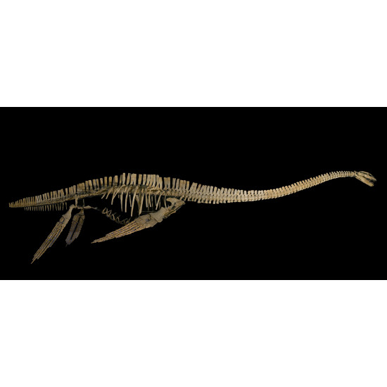 zarafasaurus oceanis (skeleton) zarafasaurus oceanis (skeleton)