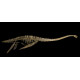zarafasaurus oceanis (skeleton) zarafasaurus oceanis (skeleton)