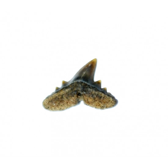 abdounia recticonus 