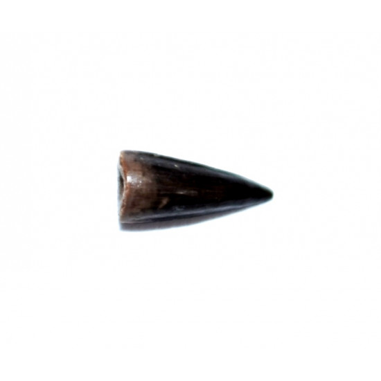 allognathosuchus sp (teeth)