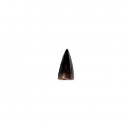 allognathosuchus sp (teeth)