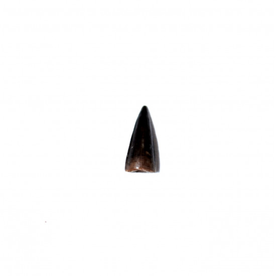 allognathosuchus sp (teeth)