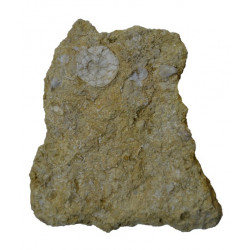 psephechinus michelini