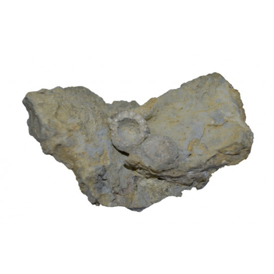 glypticus hieroglyphicus (x2)