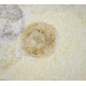 discalia sp.