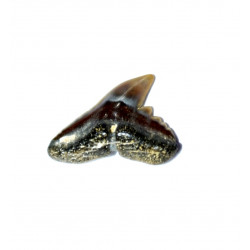 galeorhinus lefevrei