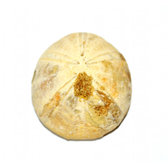 hyboclypus giberrulus 