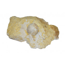 helix sp
