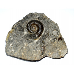 Lytoceras verpillierense