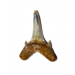 odontaspis winkleri
