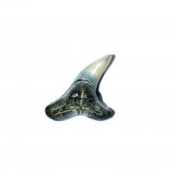 physogaleus tertius