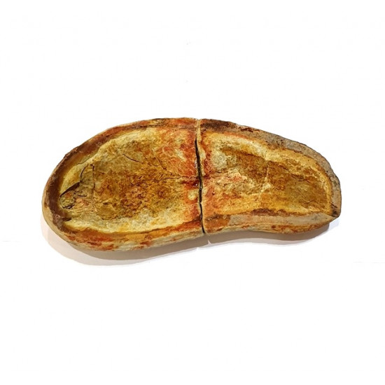 Pteronisculus cicatrosus