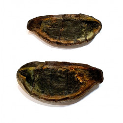 Pteronisculus cicatrosus