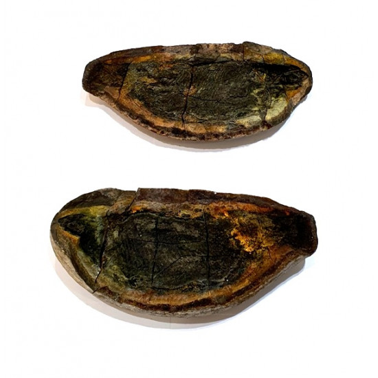Pteronisculus cicatrosus