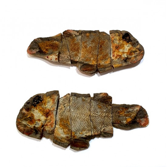 Fteffichthys madagascariensis