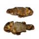 Fteffichthys madagascariensis