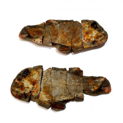 Fteffichthys madagascariensis