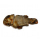 Fteffichthys madagascariensis