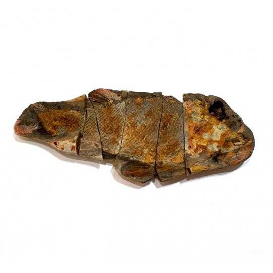 Fteffichthys madagascariensis