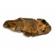 Fteffichthys madagascariensis