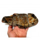 Fteffichthys madagascariensis