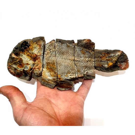 Fteffichthys madagascariensis