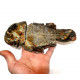 Fteffichthys madagascariensis