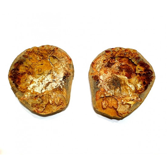 Meekoceras ambilobensis