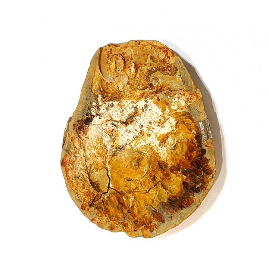 Meekoceras ambilobensis