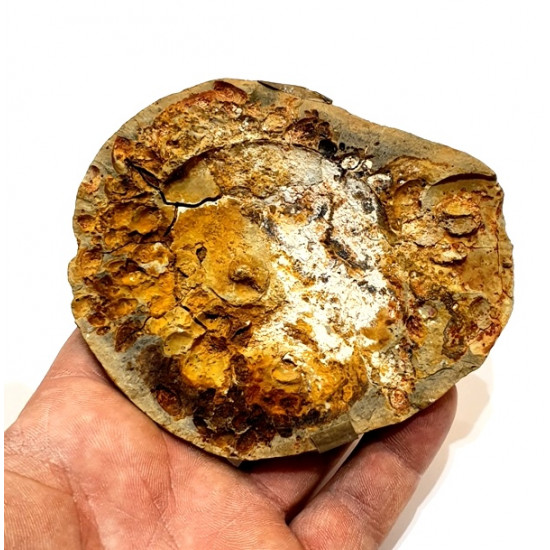 Meekoceras ambilobensis