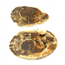 Whiteia tuberculata