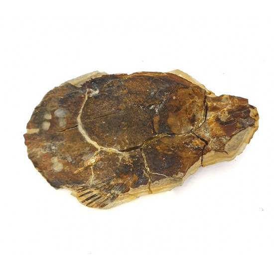 Whiteia tuberculata