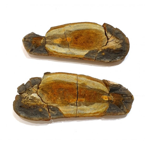 Pteronisculus cicatrosus
