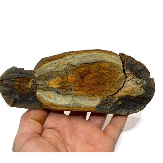 Pteronisculus cicatrosus
