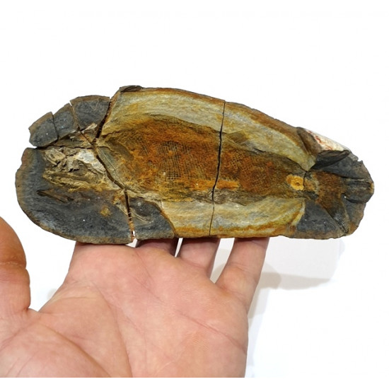 Pteronisculus cicatrosus