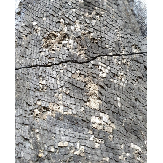 Pteronisculus cicatrosus