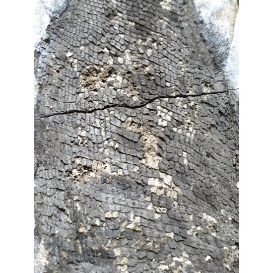 Pteronisculus cicatrosus
