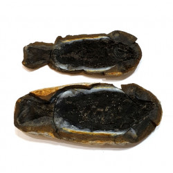 Pteronisculus cicatrosus