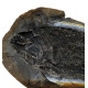 Pteronisculus cicatrosus
