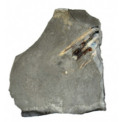 Loligosepia aalensis